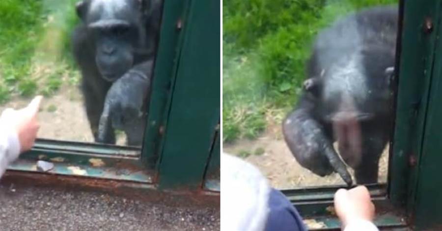 黑猩猩用手語與遊客聊天「一直比手語」讓遊客超困惑，專家看完很心碎：根本一場悲劇！
