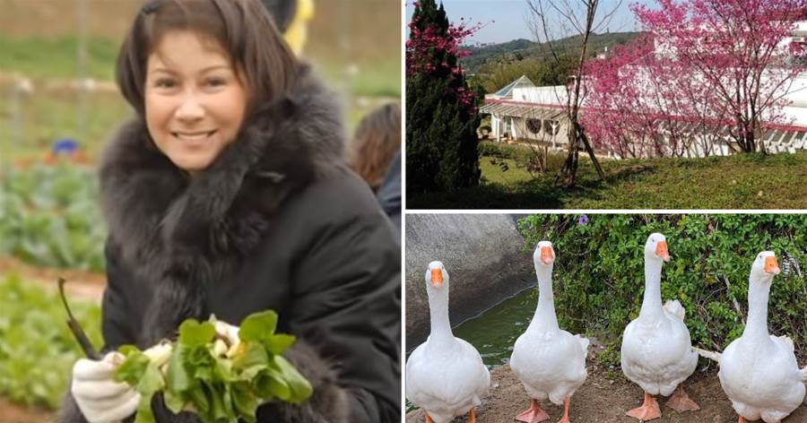 砸1個億當農婦！69歲甄妮曝「龍潭萬坪農場」養老生活：聞泥土味、養鵝鴨、卸華衣「巨星變農場主」笑得超開心
